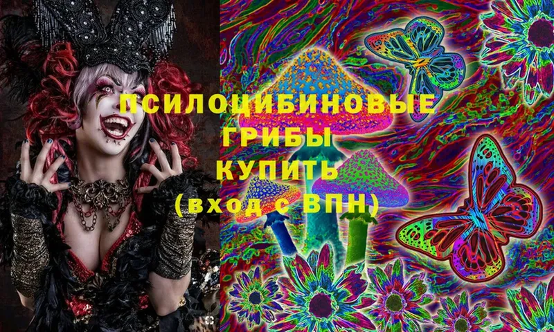 купить наркоту  Курчалой  Галлюциногенные грибы Magic Shrooms 